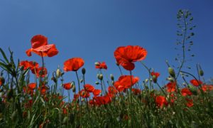 poppy-gfca461e4a_1920